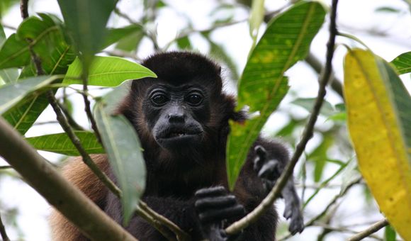 Black monkey perches in a tree staring directly at camera