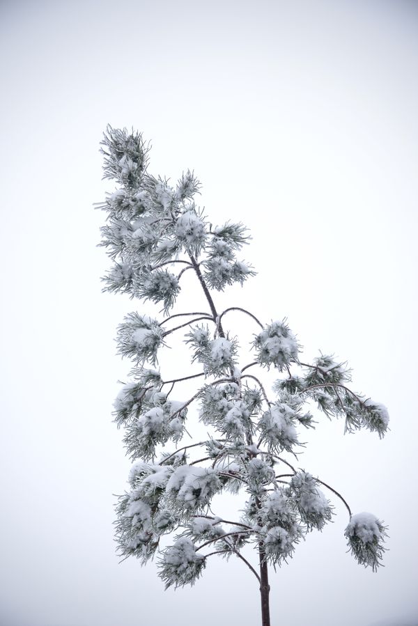 All in white thumbnail