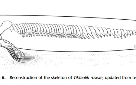 In addition to its limb-like front fins, Tiktaalik had large, mobile rear fins that it used to push itself around in the water.
