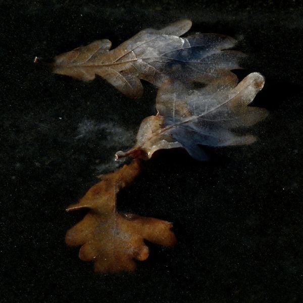 Frozen Oak Leaves 01 - Caught ice cold thumbnail