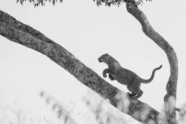 The Ascent of a Young Hunter thumbnail