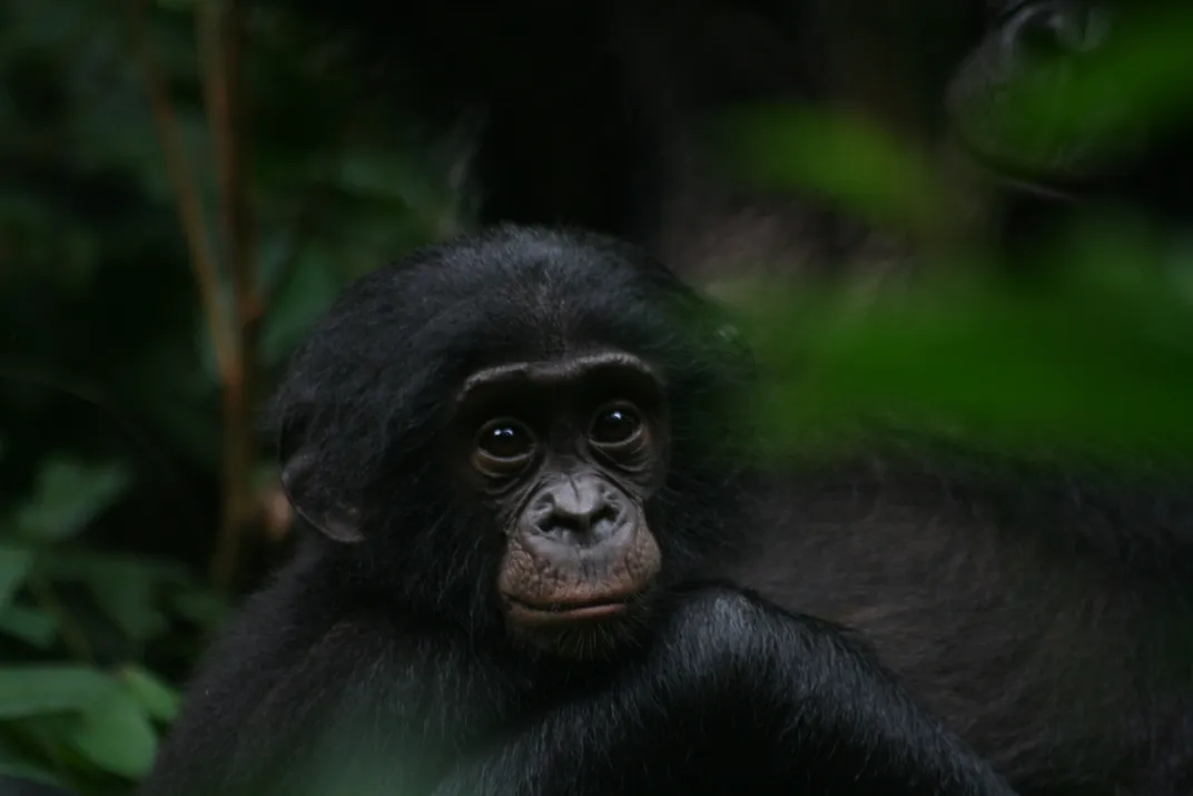 A young bonobo sits in a lush rainforest environment