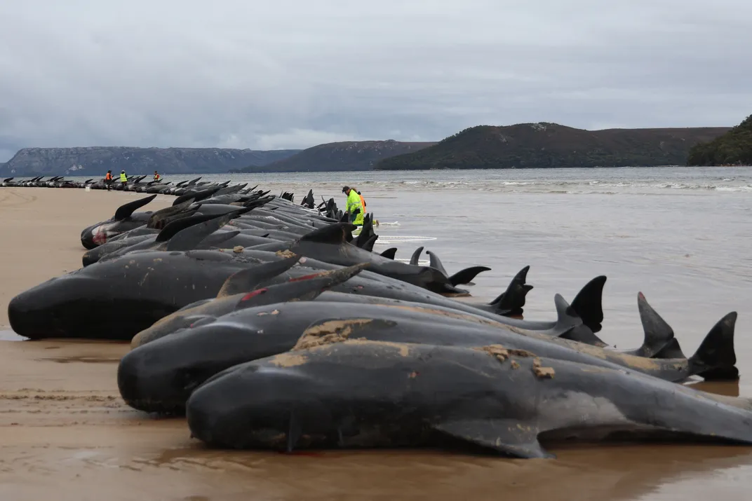 Hundreds of dead pilot whales line a Tasmanian beach in 2022 following mass beaching event in which nearly 200 died