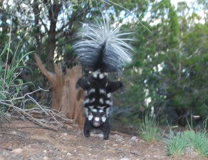 Scientists Identify Seven Species of Spotted Skunks, and They All Do  Handstands Before They Spray | Science| Smithsonian Magazine