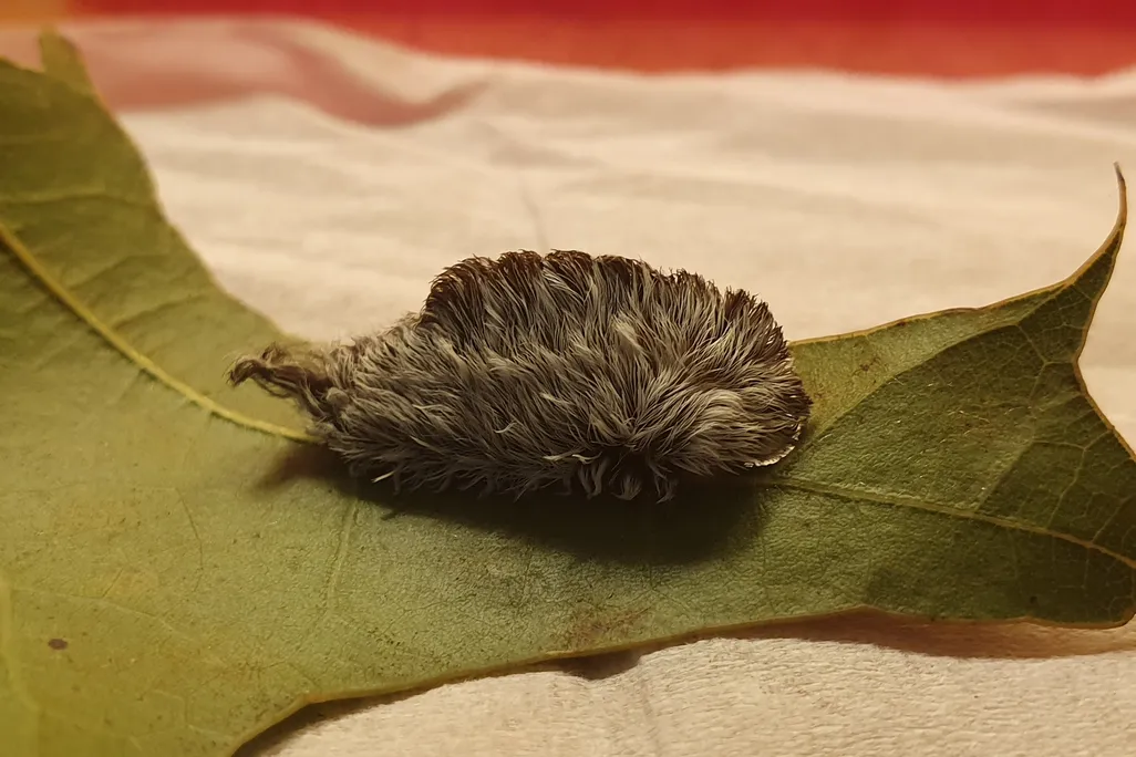 Caterpillar on a leaf