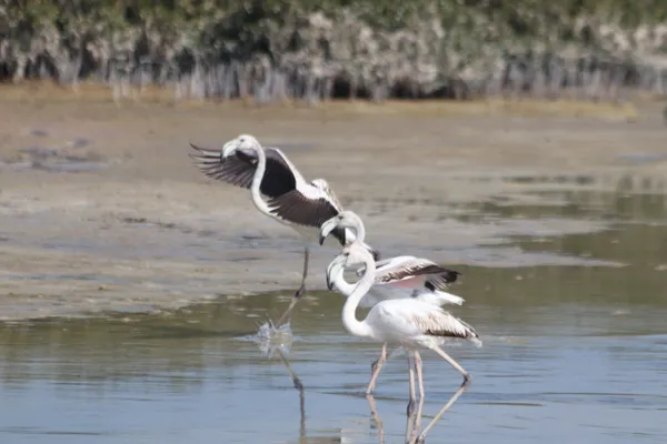 A band of Lesser Flamingos thumbnail