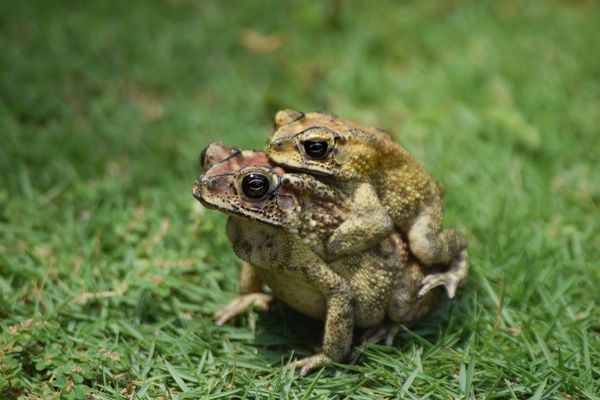 frog mating thumbnail