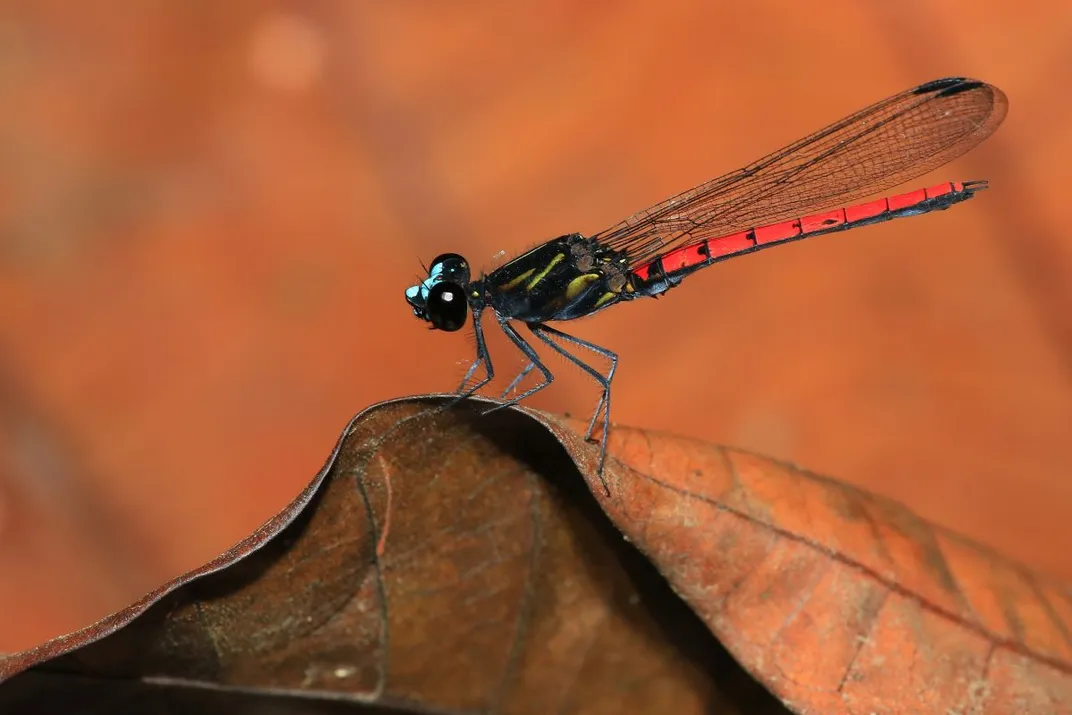 Damselfly on a leaf