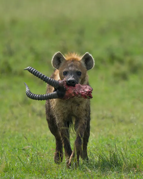 Hyena eating deer head thumbnail