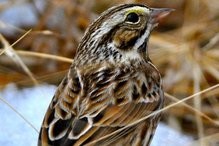 A Savannah sparrow stands on a patch of melting snow in a warm-season grass field in Virginia. (Amy Johnson, Smithsonian's National Zoo and Conservation Biology Institute)