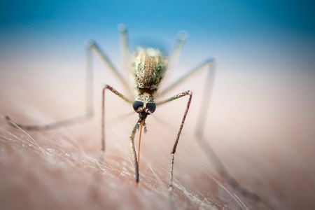 A mosquito of the genus Anopheles.