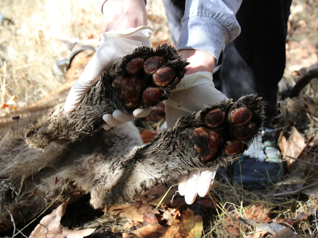 Mountain Lion Burned Paws