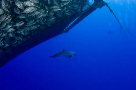 Fishers have employed all manner of strategies to prevent dolphins and other marine mammals from raiding their nets. &ldquo;Hot sauce&rdquo; is the latest in the arsenal.