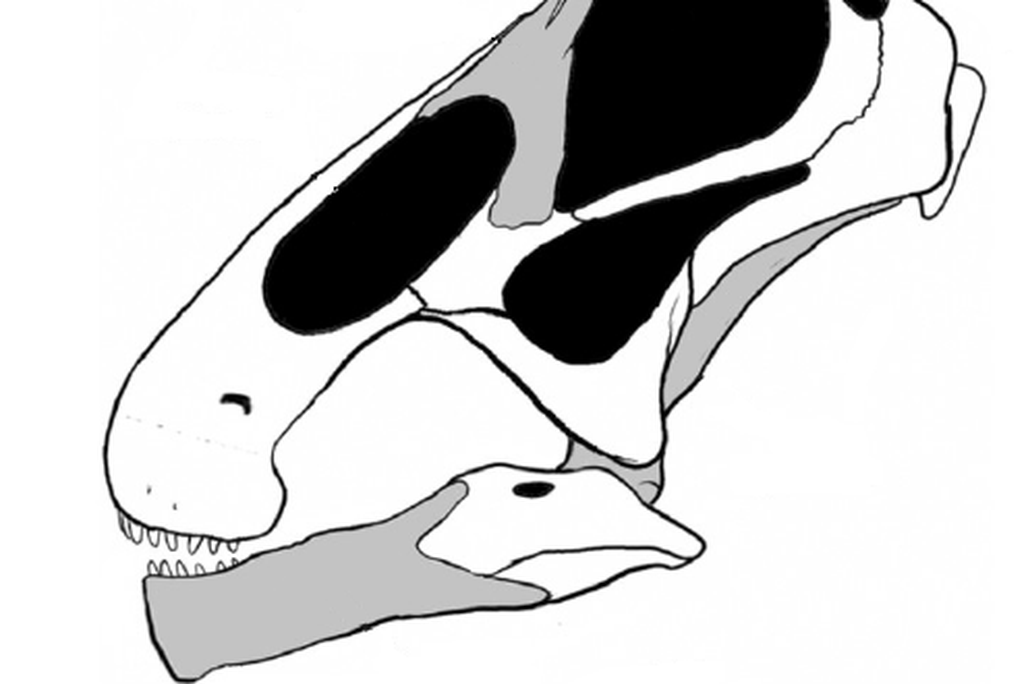 20110520083246Bonitasaura-skull.png