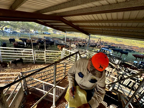 Auction day at Las Animas Ranch. thumbnail