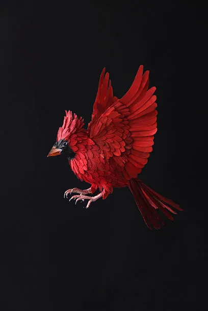 Cardinal