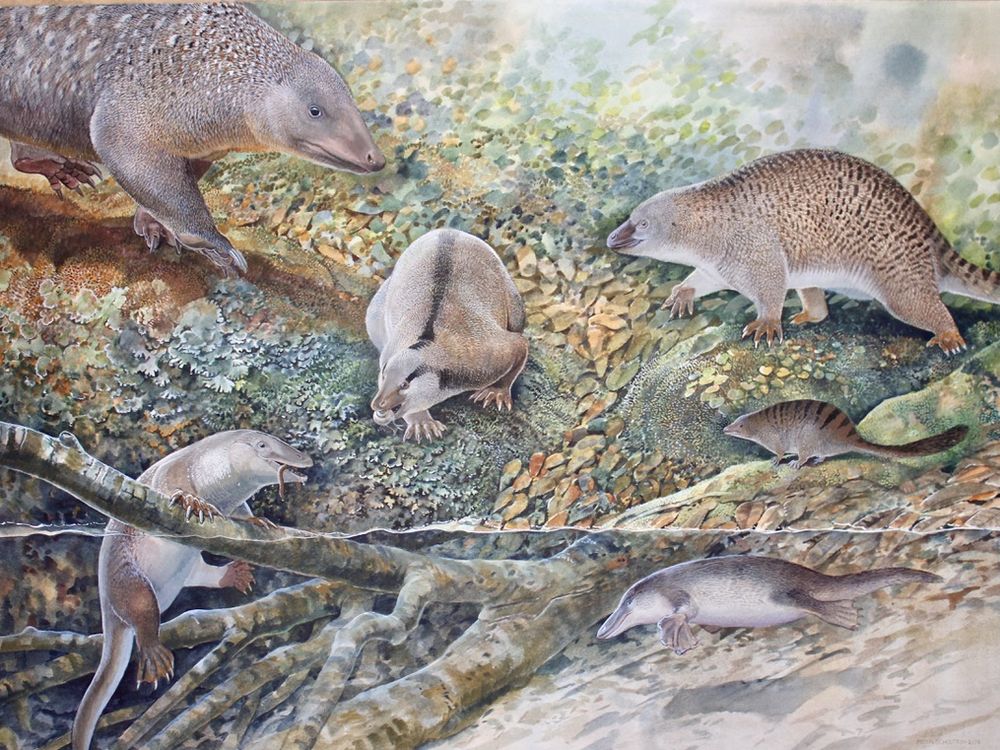 Illustration with several different types of egg-laying mammals in nature