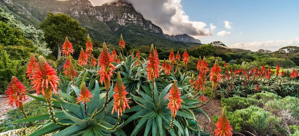  Kirstenbosch Gardens, outside Cape Town, was established as a center for the study and preservation of indigenous flora of southern Africa. 
