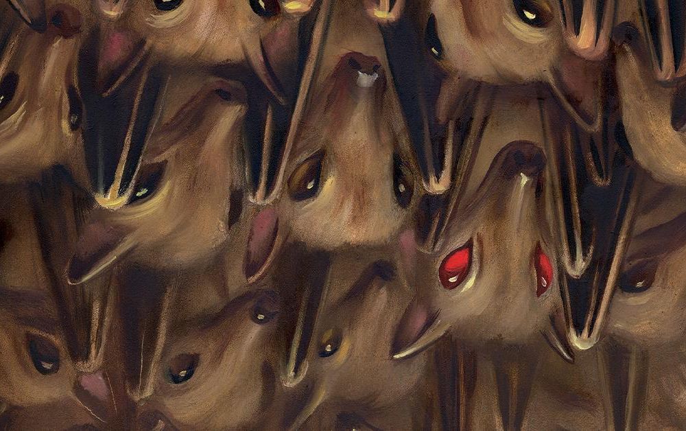 social Virus Hunter in bat cave with a red eyed bat