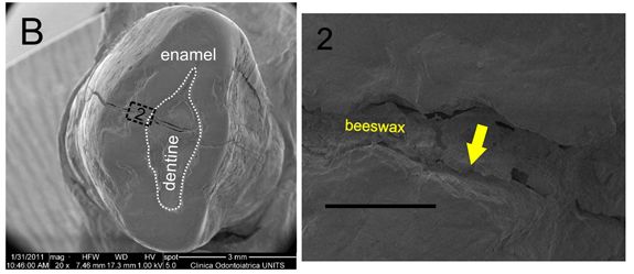 A scanning electron microscope