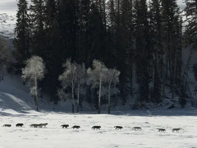A pack of grey wolves in Yellowstone National Park.&nbsp;