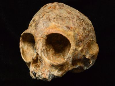 Nyanzapithecus alesi skull
