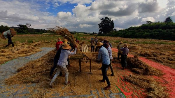 Paddy field thumbnail
