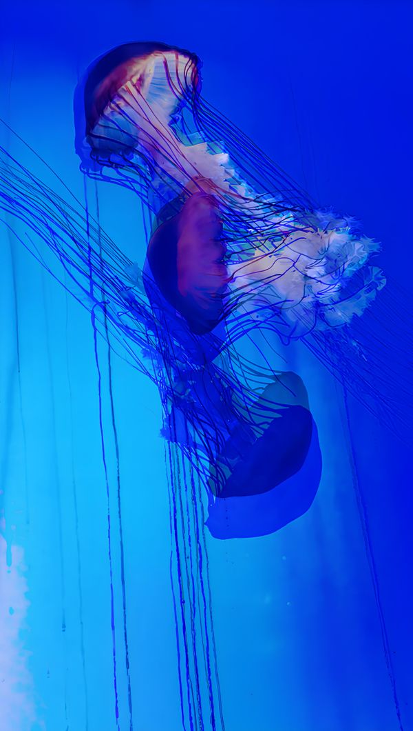 Underwater waltz thumbnail