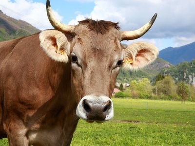 Mad cow disease, like other prion diseases, is still not fully understood.