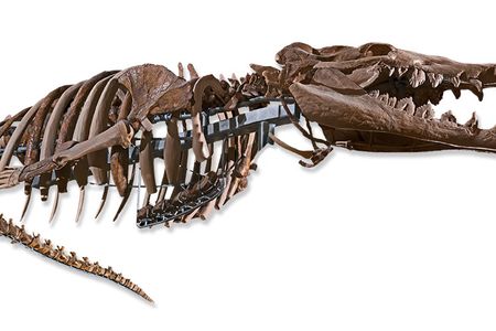 It took scientists 150 years to finally complete the fossil of Basilosaurus, an early whale. But even then, no one could agree on a name: it was first called Basilosaurus, or "king lizard," then later Hydrarchos, or "giant sea serpent." Its bones were seen as having been part of a long-extinct flightless giant bird. Today the complete fossil that we know to be the intermediary between older land mammals and modern limbless whales is hanging in the Ocean Hall in the Smithsonian National Museum of Natural History.