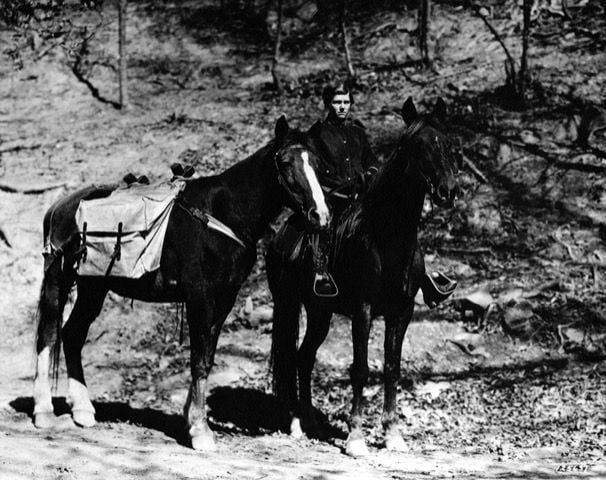 A pair of horses used by FNS couriers