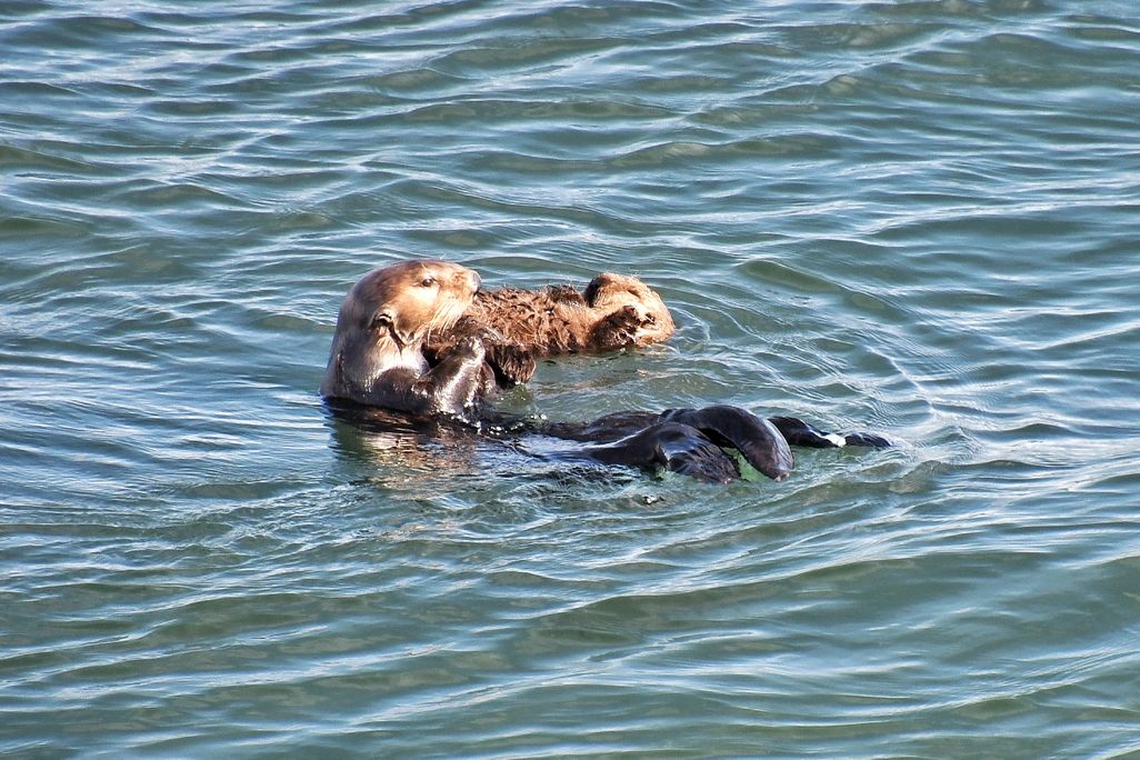 a mother and baby otter on their backs float closely in the water
