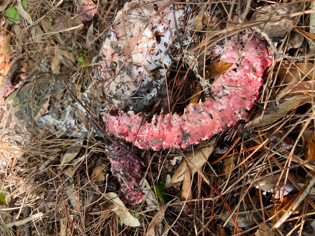 Burmese python remains