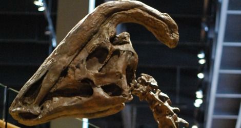 A Parasaurolophus at the Natural History Museum of Utah