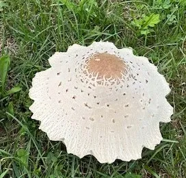 mushroom that looks like a fried egg in the grass thumbnail