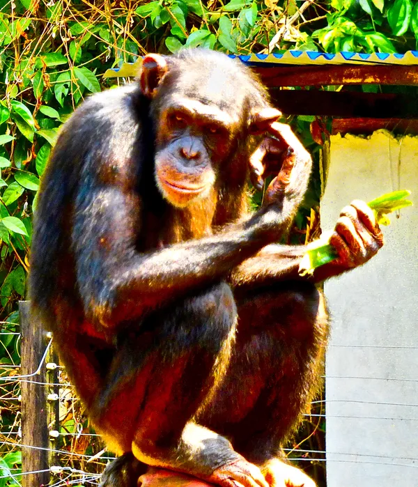 Adult Chimpanzee Took Its Turn Watching a Young Chimp Walk a Tightrope Without Support thumbnail
