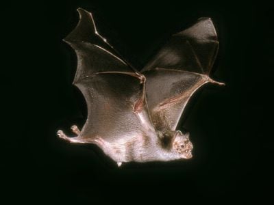 Vampire bats are found in caves and forests throughout Central and South America and often prey on livestock at night for a quick bite.
&nbsp;