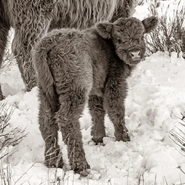 New Highland Calf thumbnail