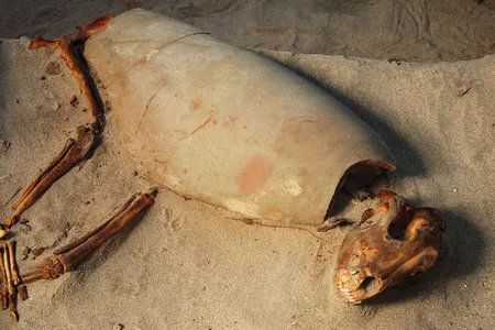 Some of the animals—including this dog—were buried in pieces of pottery.