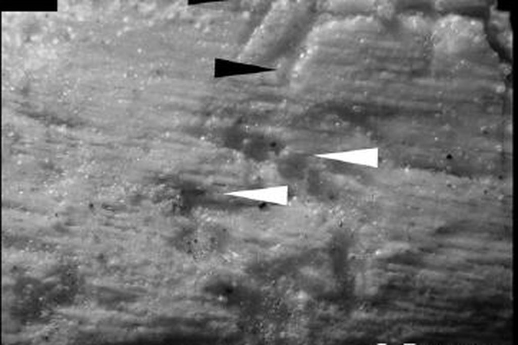20110520083256velociraptor-bite-marks.jpg