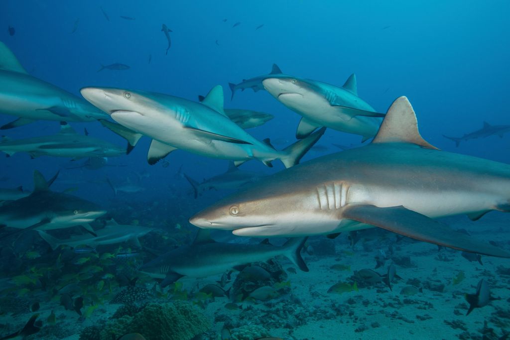 A group of grey reef sharks