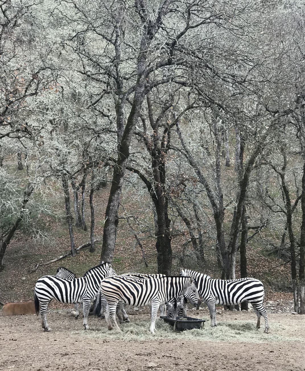 Zebras in winter time, Sonoma, CA. Smithsonian Photo Contest
