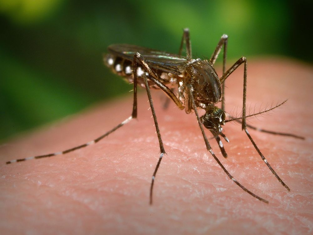 Mosquito on Human Skin