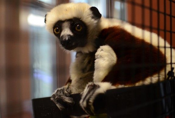 A Coquerels sifaka at the Duke Lemur Center.