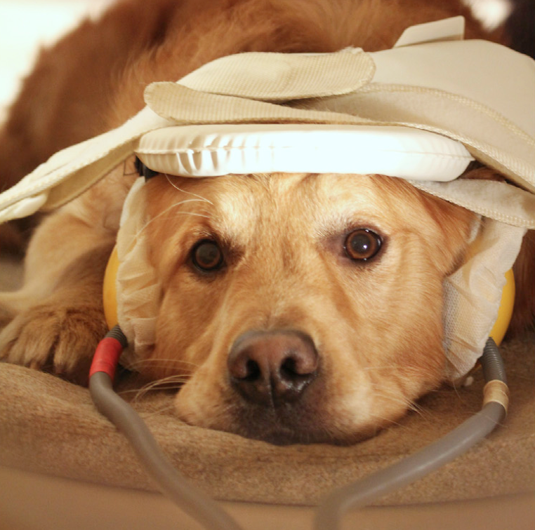 Your Dog Can Tell From Your Voice If You're Happy or Sad