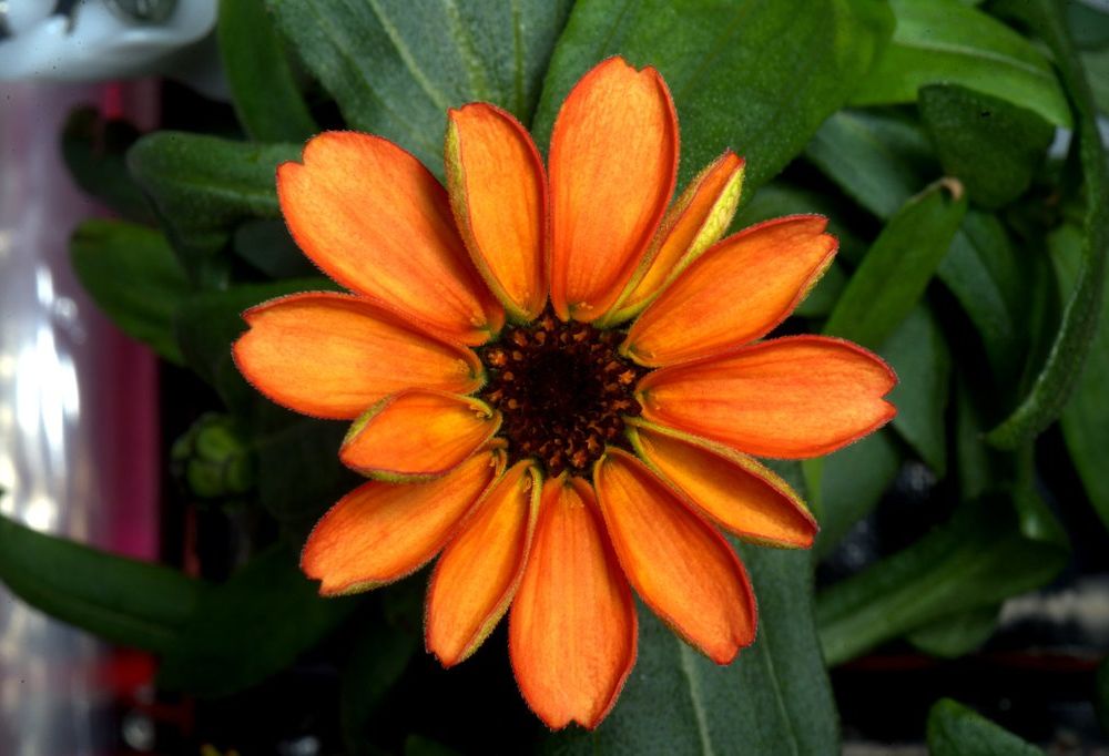 Space Zinnia