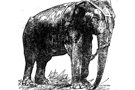 An illustration of Topsy from the St. Paul Globe on June 16, 1902. 