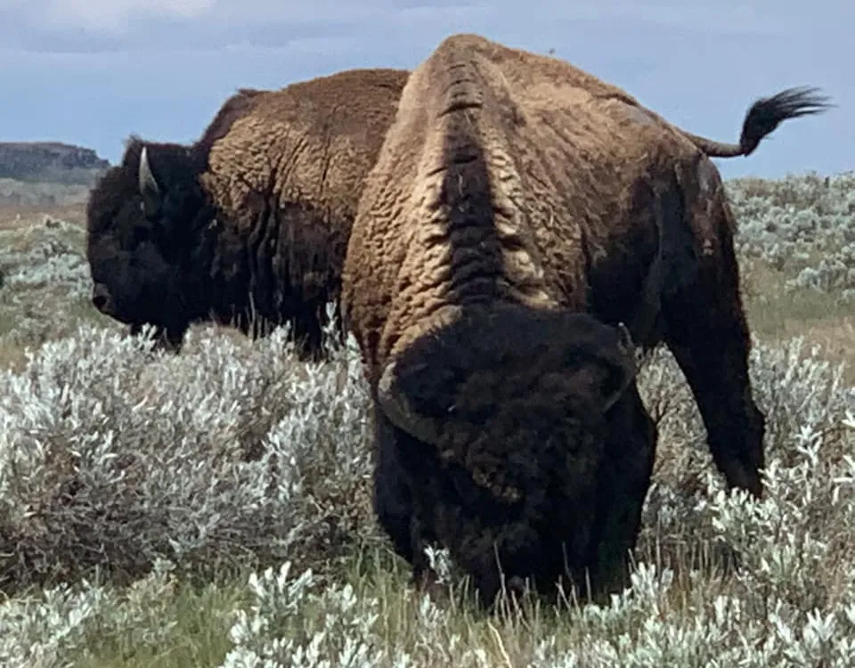 Bison on the Fort Belknap Reservation in Montana