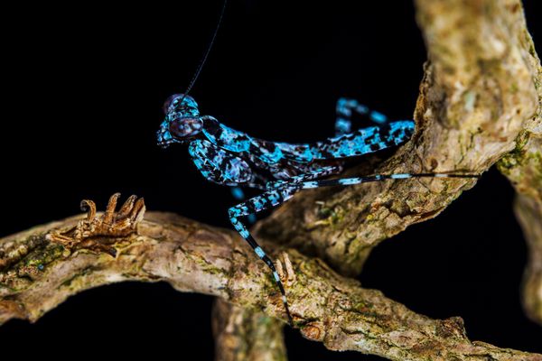 Camouflage in Blue — Indonesian Bark Mantis Nymph thumbnail