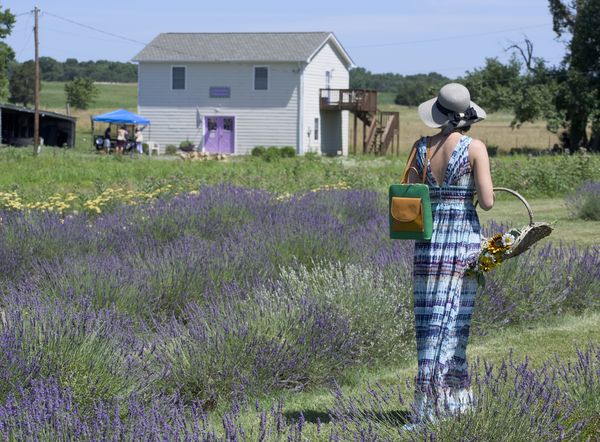 Lavender on the Fourth of July thumbnail